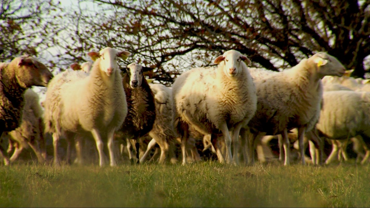Moutons © Région Nouvelle-Aquitaine, Prêt à Diffuser