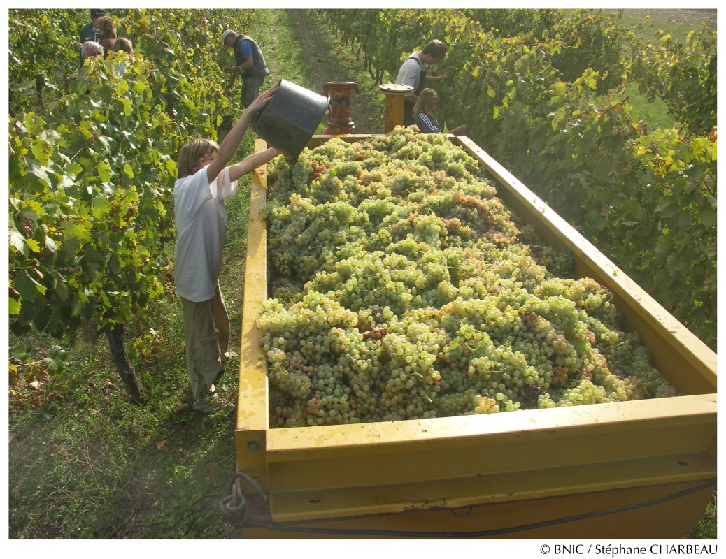 Vendanges manuelles. © BNIC / Stéphane Charbeau.