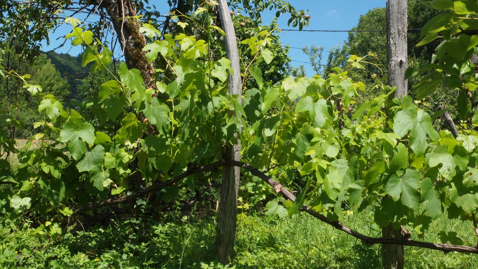 Vigne des coteaux du Saillant © Région Nouvelle-Aquitaine, Pret à diffuser