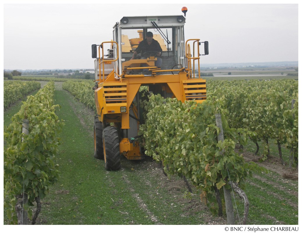 Vendanges à la machine. © BNIC / Stéphane Charbeau.  