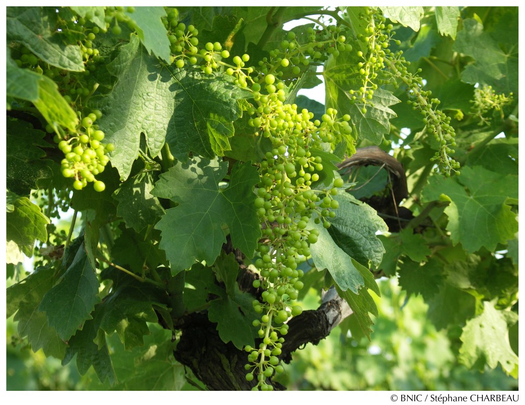 Au printemps, les grappes de raisin se développent, c'est la  phase de nouaison. © BNIC / Stéphane Charbeau.