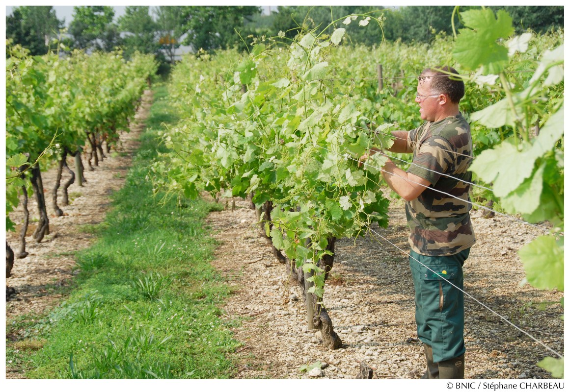 Le palissage, ou relevage, consiste à relever en juin les pousses de l’année pour les enfermer entre des fils releveurs. © BNIC / Stéphane Charbeau.