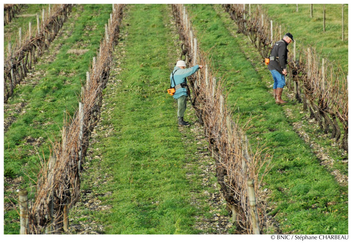 Taille de la vigne en hiver. © BNIC / Stéphane Charbeau.