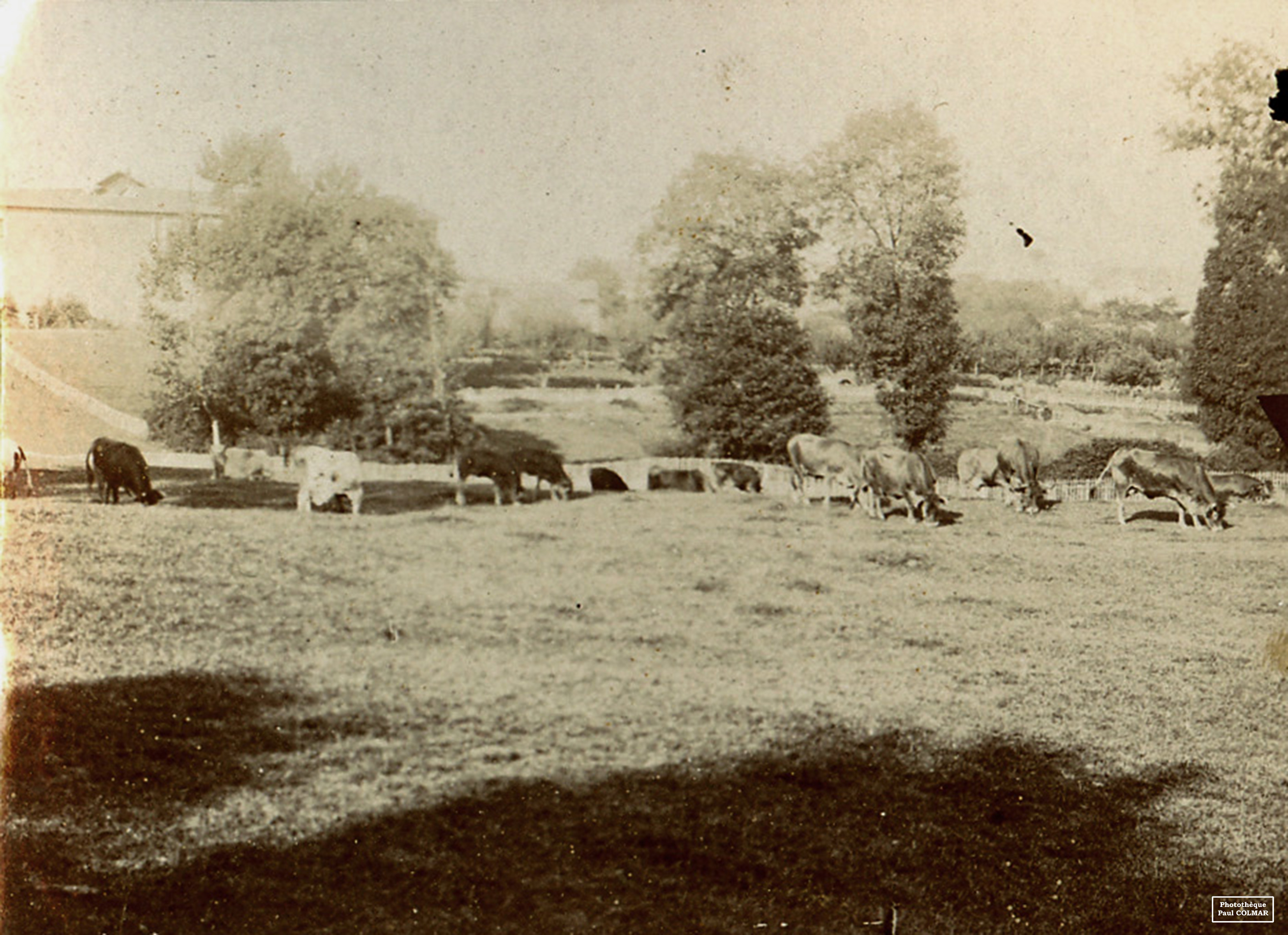 Pâturage du quartier Sainte Claire de Limoges, 1898 (c) Photothèque Paul Colmar