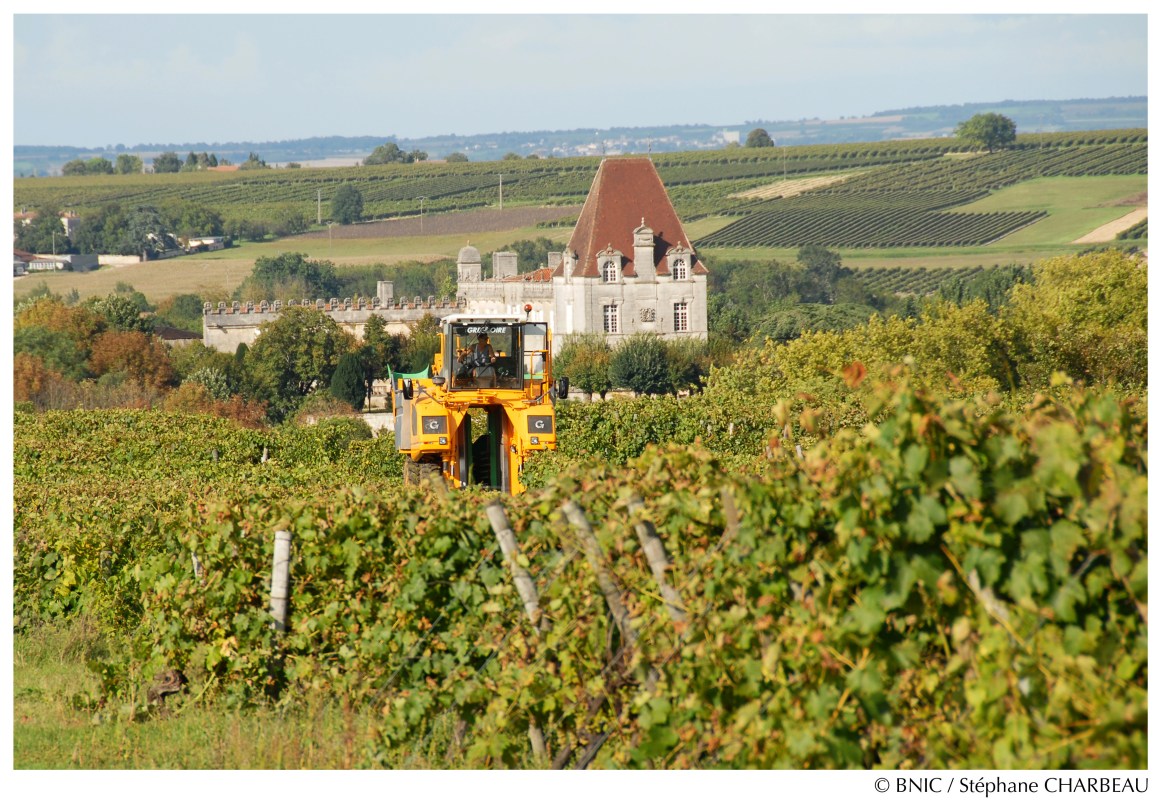 Vendanges à la machine. © BNIC / Stéphane Charbeau.  