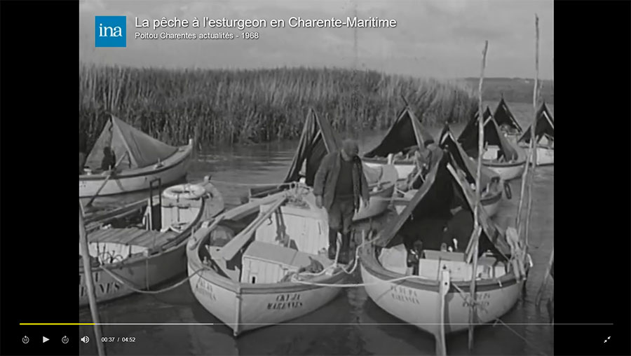 Vidéo de l'INA : La pêche à l'esturgeon en Charente-Maritime