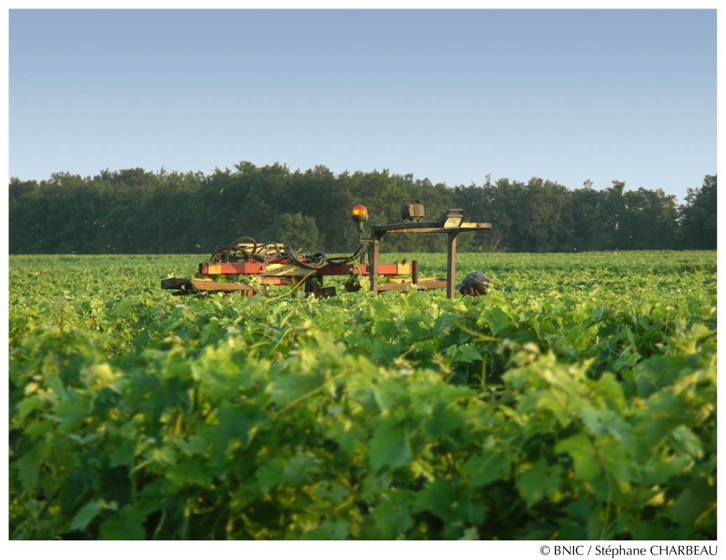 En juin, après le relevage, on utilise une rogneuse pour maintenir la vigne dans un certain volume de végétation. © BNIC / Stéphane Charbeau.