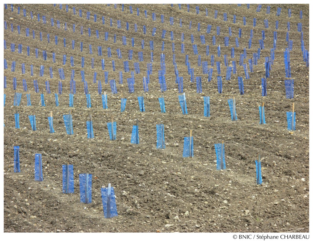 Plantation nouvelle de vignes. © BNIC/ Stéphane Charbeau.