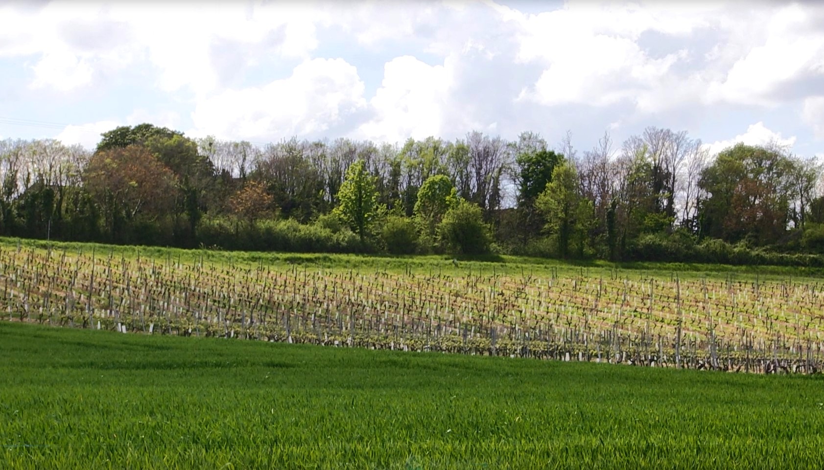 Vigne à Angeac-Charente (Charente) au printemps. © Région Nouvelle-Aquitaine – Réel Factory.