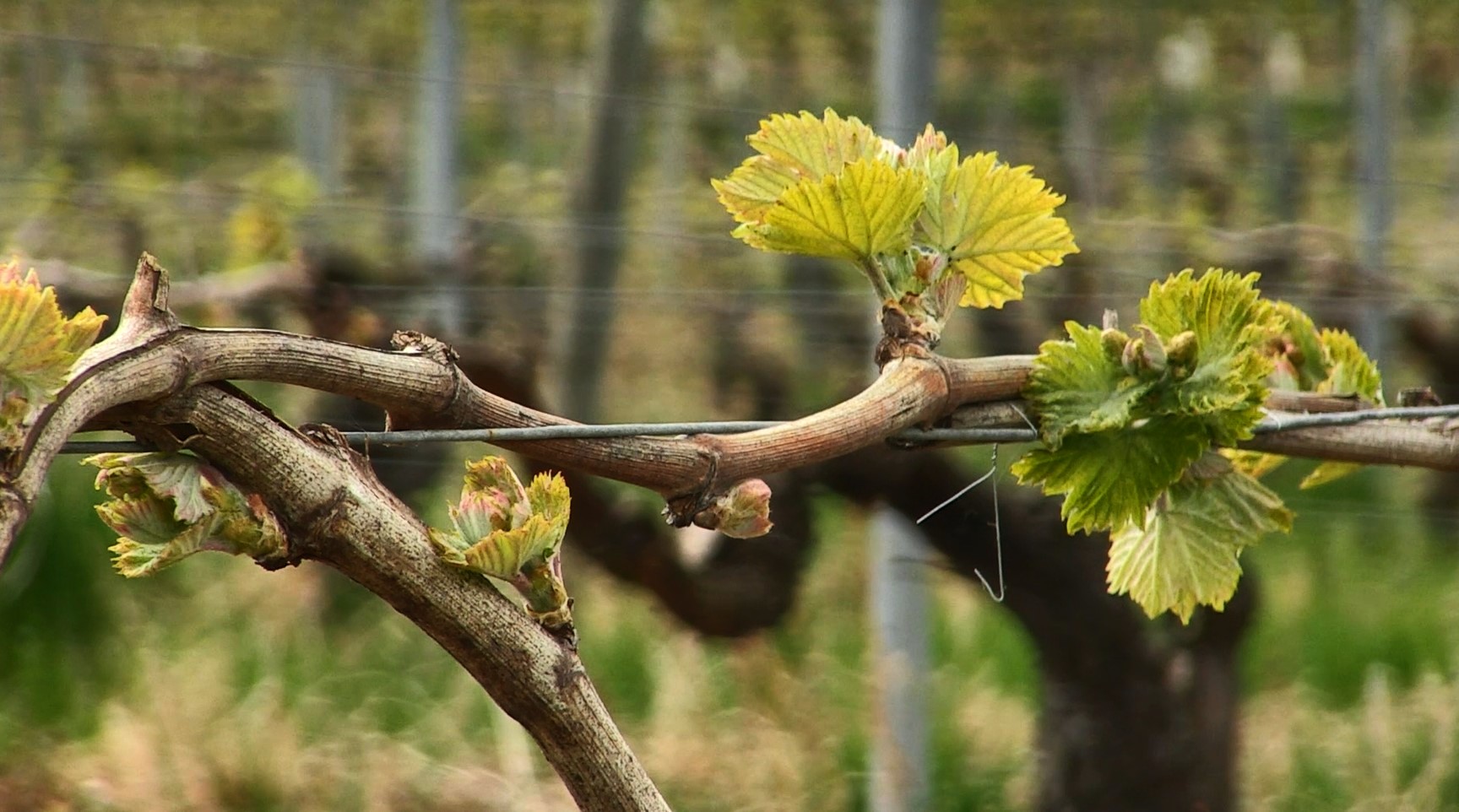 Les premières pousses de printemps. © Région Nouvelle-Aquitaine – Réel Factory.