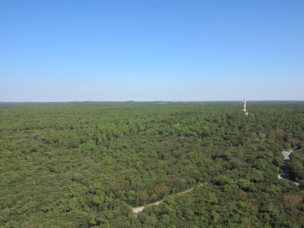La forêt de la Coubre vue depuis le phare.