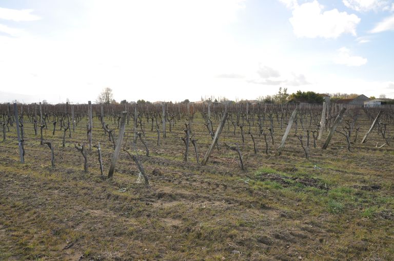 Paysage de vignes au Peynaud.