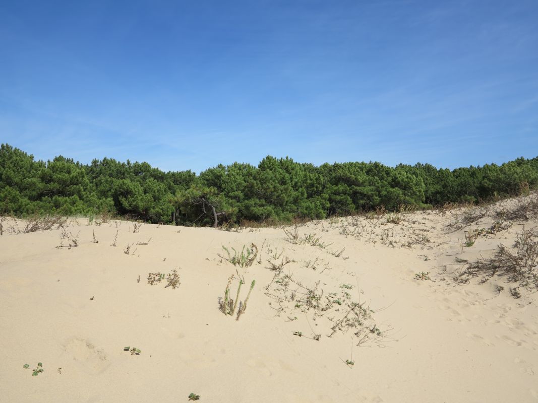 Le sable et la forêt aux prises en arrière de la plage de La Palmyre.