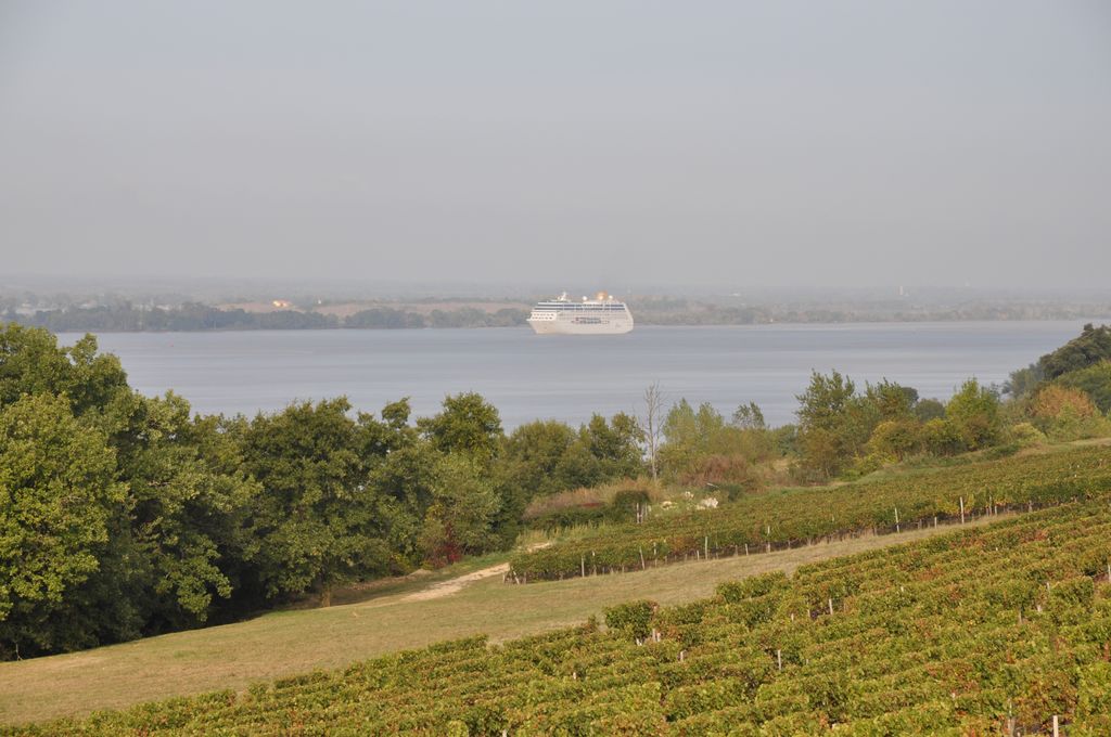 Paysage : croupe de vigne bordant l'estuaire.