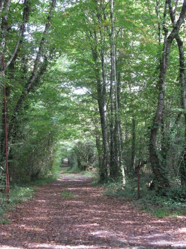 Chemin forestier dans la forêt de Valleret.