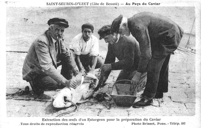 Retour de la pêche à l'esturgeon vers 1930. De g à dr : Jude Milh, Marcel Bouquin dit Taitinger, René Milh, Fernand Saint-Blancard.