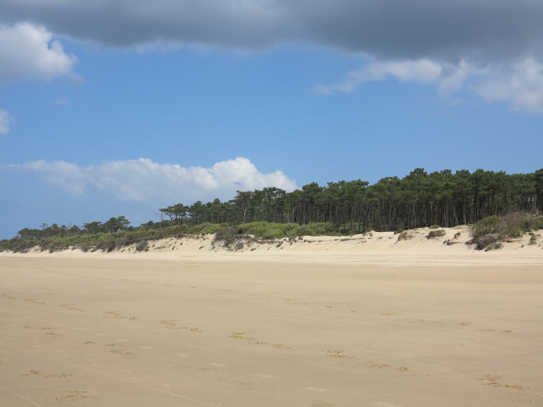 La dune et la forêt qui ont reculé de plusieurs dizaines de mètres.