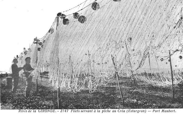 Filets de pêche à l'esturgeon mis à sécher à Port-Maubert vers le milieu du 20e siècle.