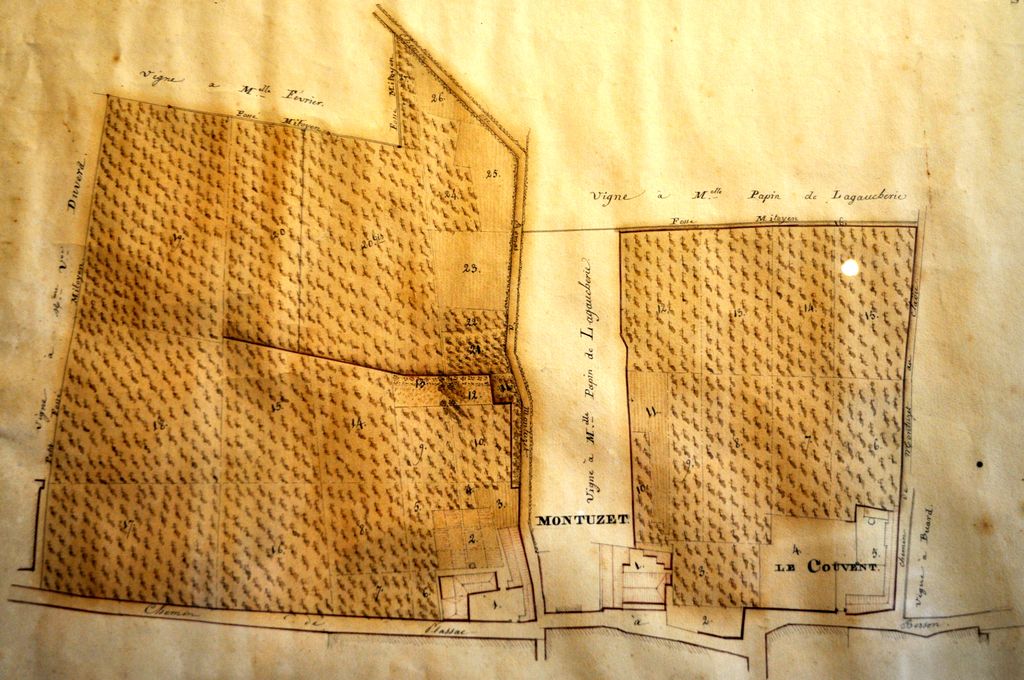 Détail du plan topographique de la propriété de M. H. Papin de Lagaucherie, située à Montuzet, commune de Plassac, 185(3).