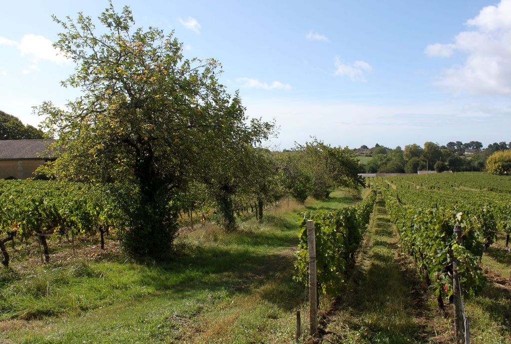 Vignes et arbres fruitiers au sud du hameau de La Libarde.