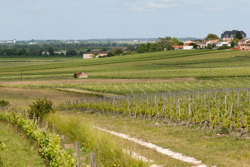 Paysage de la croupe de vigne de Ségonzac depuis le sud-est.
