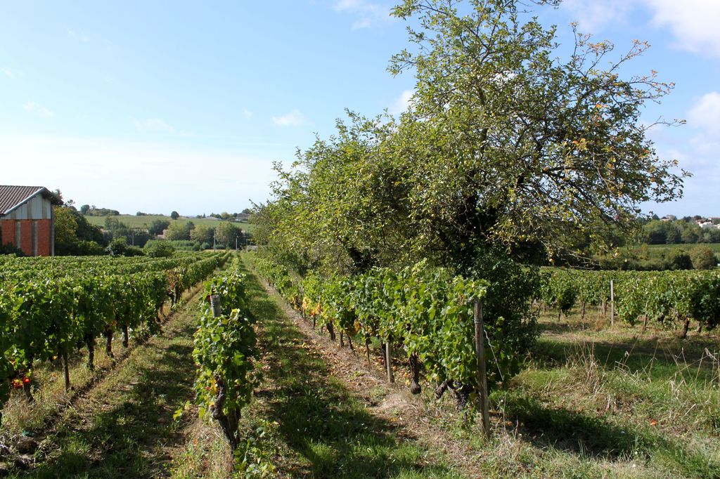 Vignes et arbres fruitiers au sud du hameau de La Libarde.