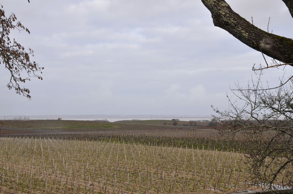 Paysage viticole au nord-est du bourg (vue prise depuis l'ancien presbytère).