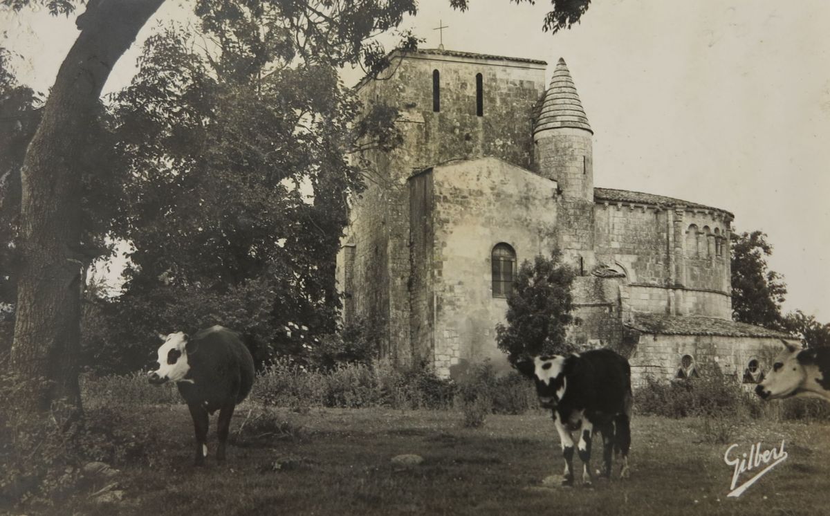 Vaches au pied de l'église vers 1960.