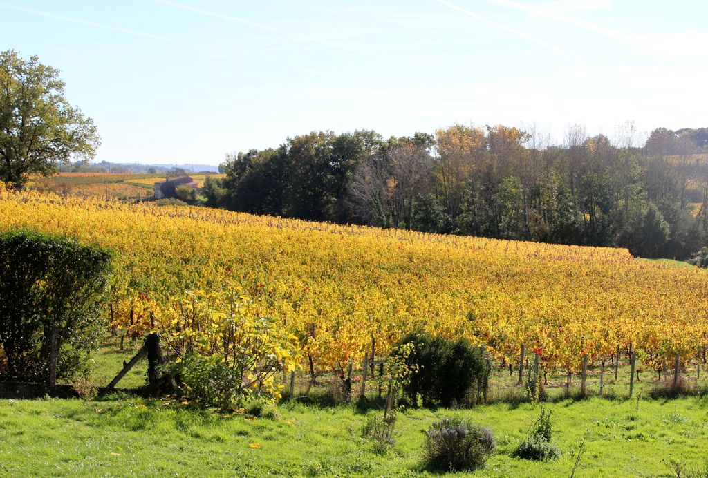 Paysage viticole au sud du hameau de Caussade.
