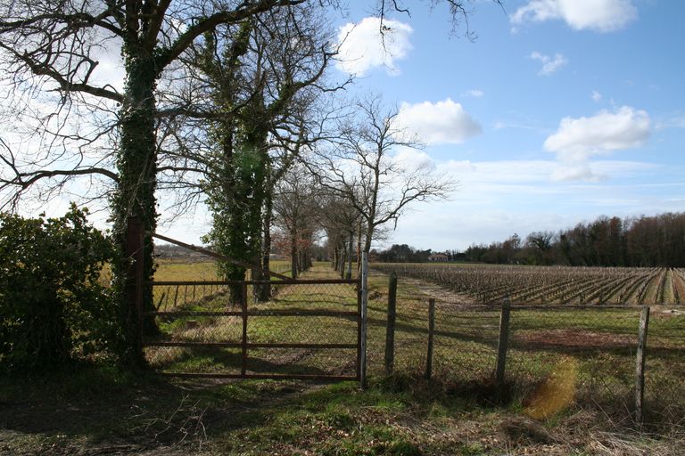 Parcelle de vigne délimitée par un fossé de drainage dont les berges sont maintenues par une série d'arbres.