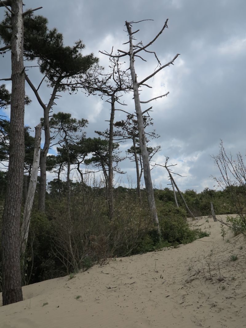 La forêt gagnée par le sable à la Grande Côte.