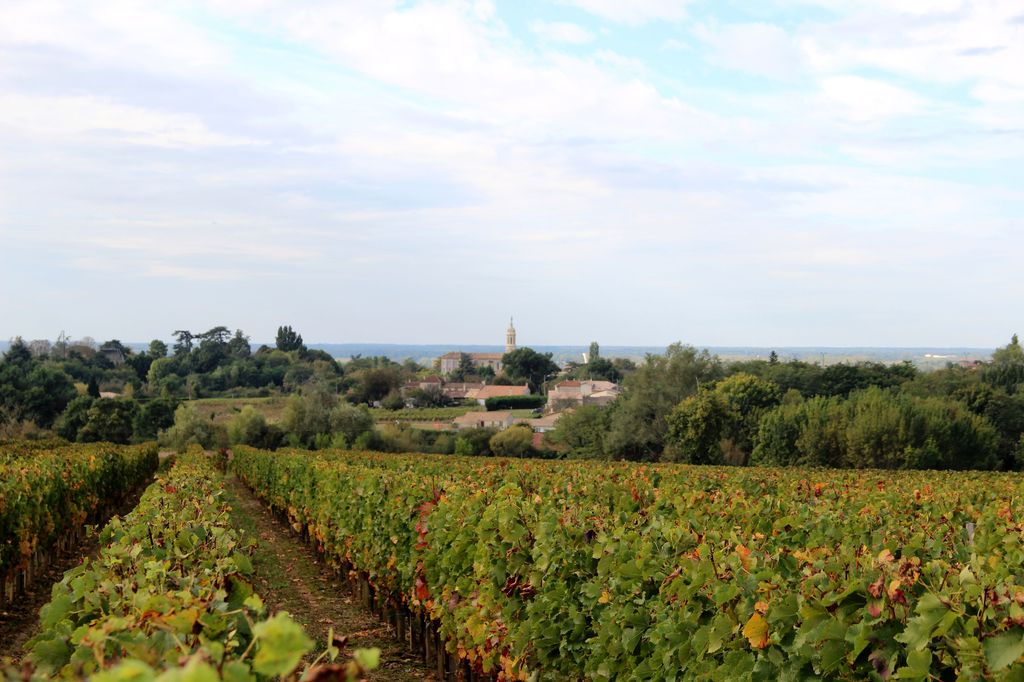 Paysage viticole avec vue de l'église (depuis Falfas-Béchade).