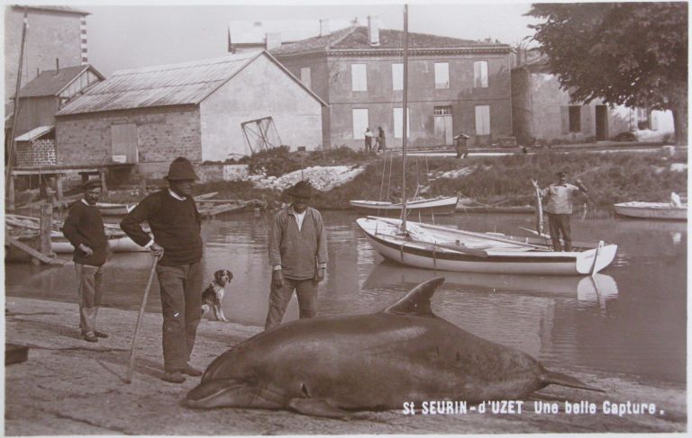 Capture d'un dauphin ramené sur le port en 1928.