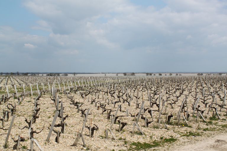 Vignes de Léoville Las Cases dominant l'estuaire.