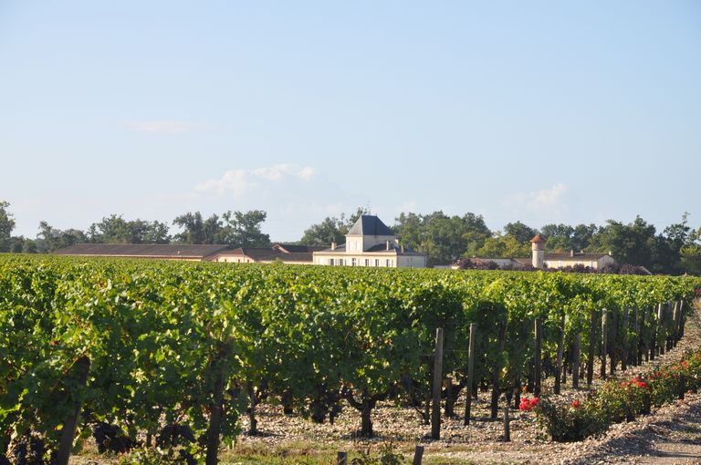 Château Brane-Cantenac, vu depuis les vignes au nord-est.