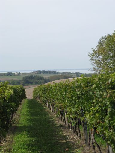 Paysage viticole près de Beauchêne, l'estuaire au fond.