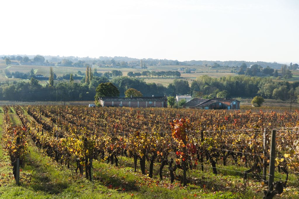 Paysage viticole à Préconac.