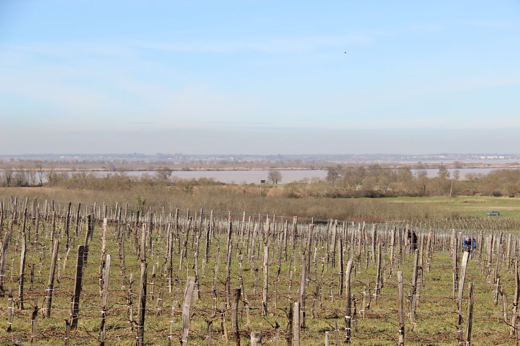 Vue vers l'estuaire depuis les coteaux viticoles de Grand Jean, entre Ségonzac et Pelegris.