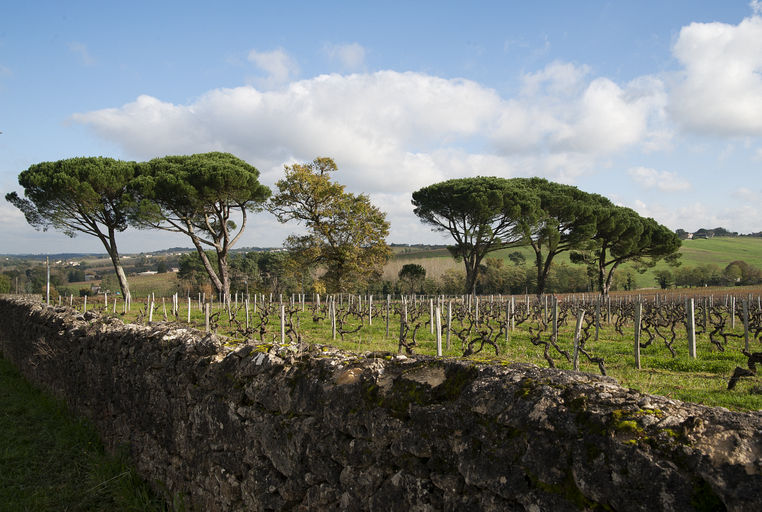 Domaine de Malagar : vignes et pins parasols du côté de Calèse.