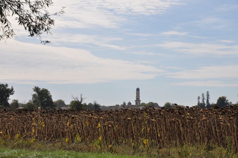 Paysage : champ de tournesols avec le clocher de l'église au loin.