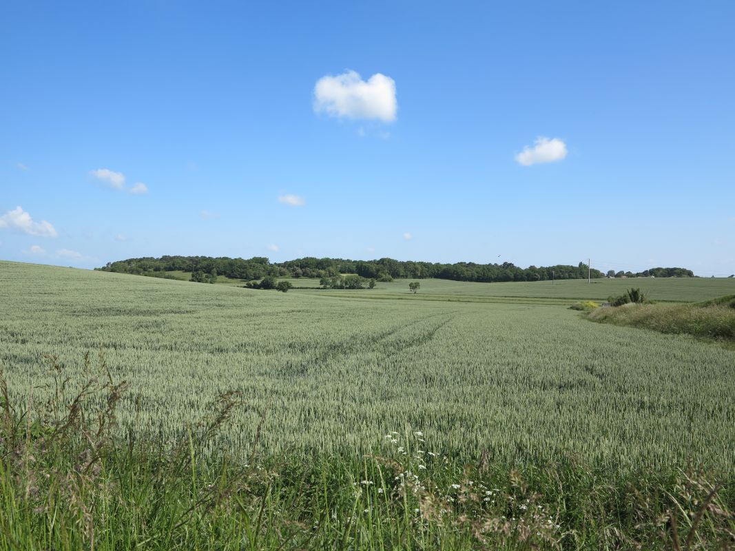 Champs de blé au nord de la rocade et de Chatenet.