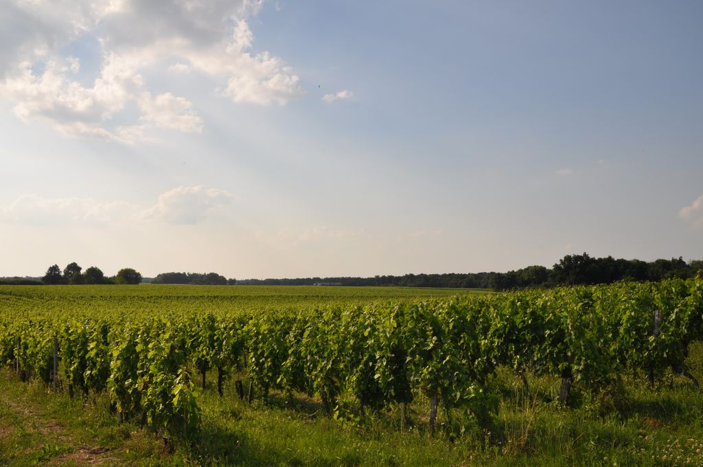 Vue des vignes à l'ouest de la commune.