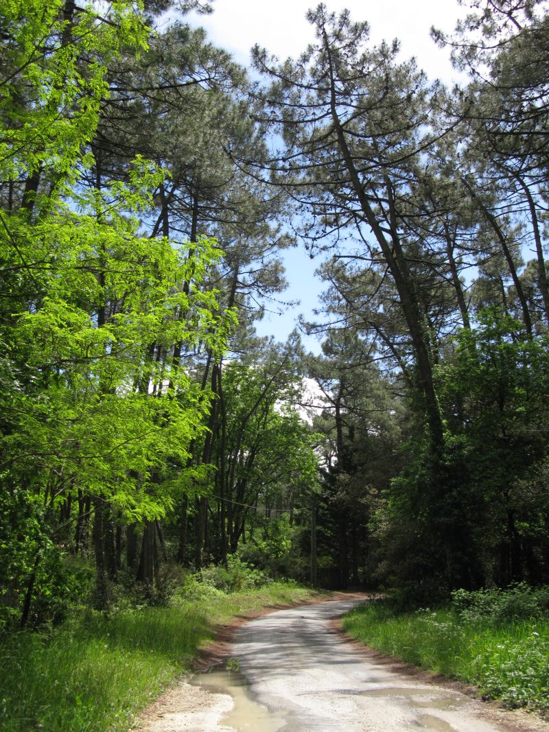 Route à travers la forêt de Suzac.
