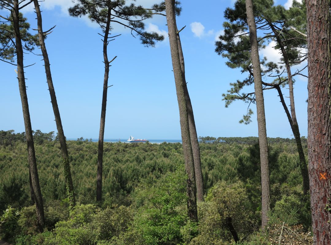 La forêt recouvrant les dunes autour de la tour, où devait se trouver la cité d'Ansoine, avec la Gironde en arrière-plan.