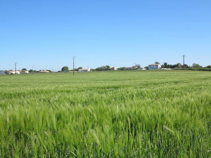 Champs de blé au pied du hameau de Brézillas.