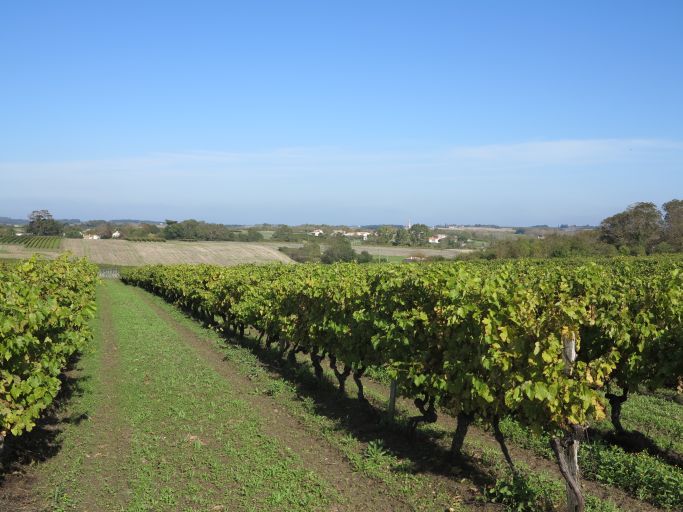 Vignes près de Chez-Garnier.