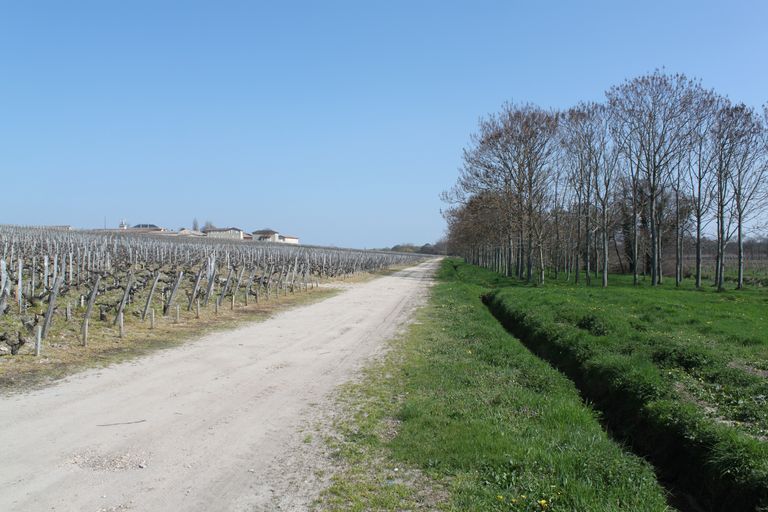 Zone de transition entre vignes et palus, le long du chenal du Milieu.