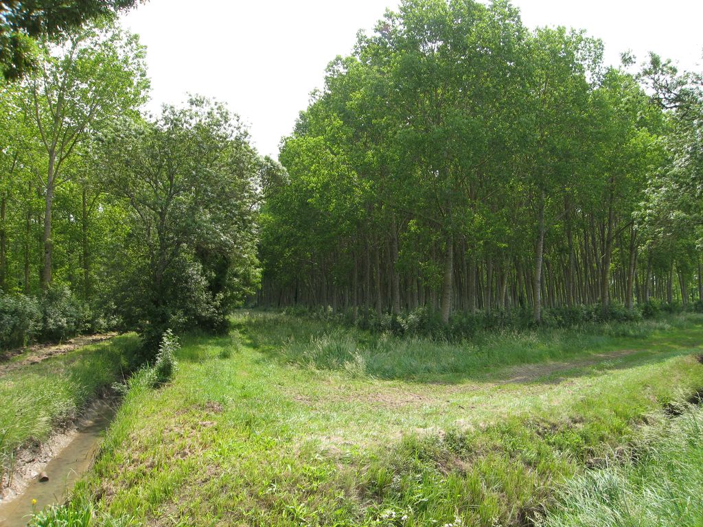 Marais de Beychevelle : peupleraie délimitée par la jalle du Nord.