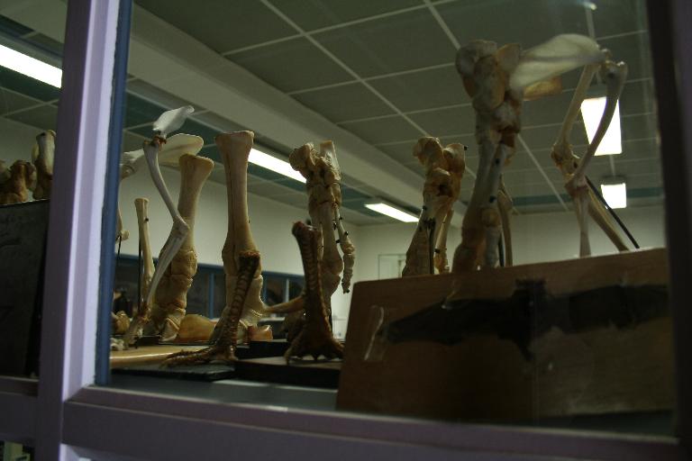 Salle de sciences : partie des collections d'histoire naturelle.
