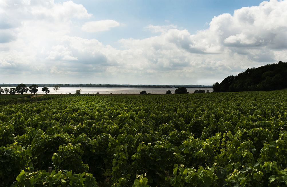 Paysage de vigne en bord d'estuaire.